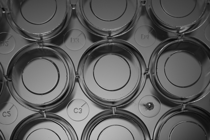 801004，φ20mm的6孔玻底培養板